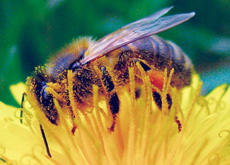 
Many pesticides, including both herbicides and insecticides, are known to be toxic to bees, and are a suspected factor in Colony Collapse Disorder.
